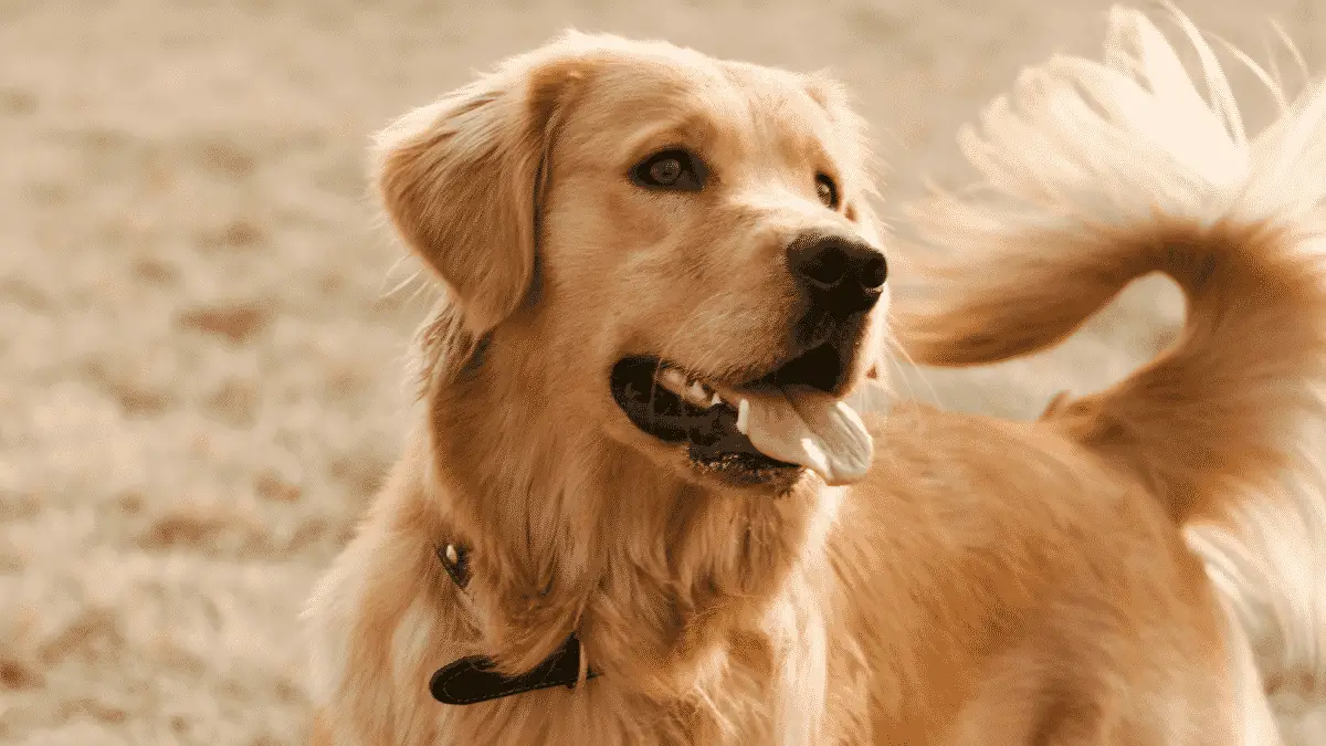 Golden Retriever - Große Hunde - Mittelgroße Hunde