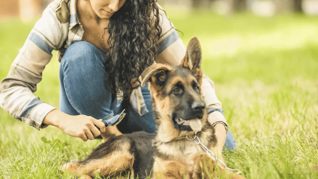 How To Manage and Reduce Dog Shedding