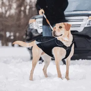Winter Dog Coats For Winter - Kurgo North Country Dog Coat In Black