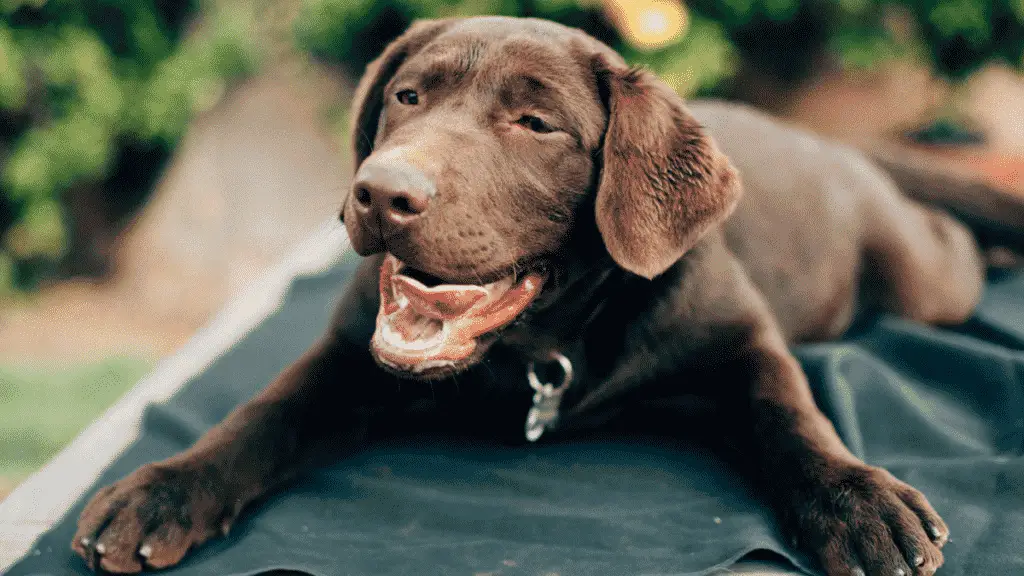 Labrador Retriever - medium dog breeds