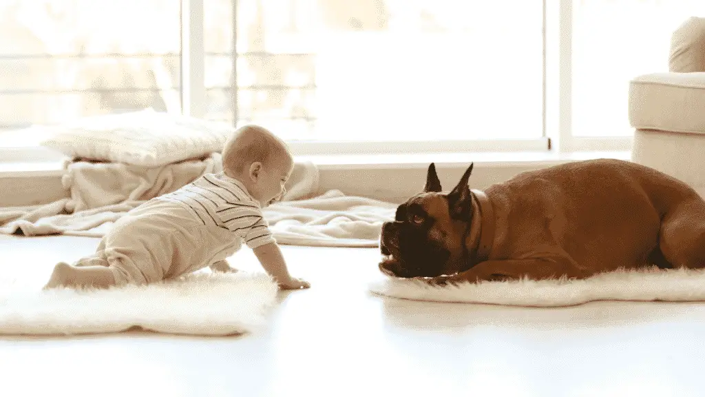 Mittlere Hunderasse - Boxer Hund mit Baby