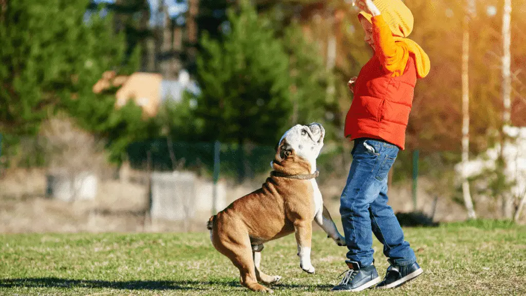 Mittelgroße Hunderasse - Bulldogge spielt mit einem Kind