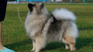 Medium Dog Breed - Keeshond