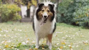 Medium Dog Breed - Shetland Sheepdog