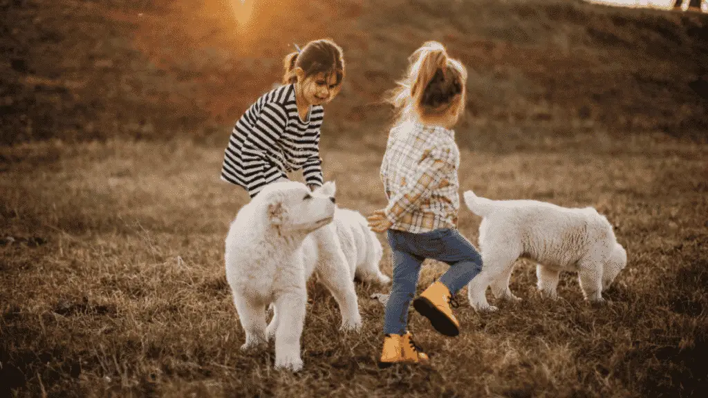 The Best Medium Sized Dogs For Kids Dogsized