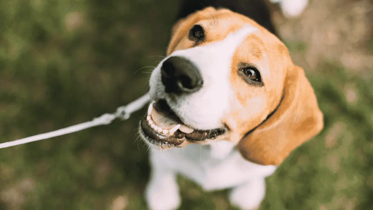 Mittelgroße Hunderassen für Senioren - beagle - Mittelgroße Hunde