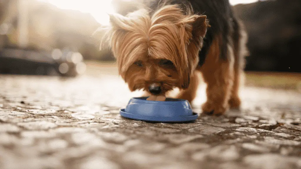 Medium Sized Dogs - Drinking Water