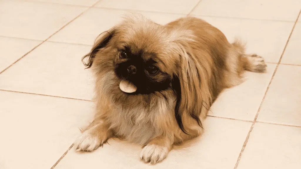 Pekingese