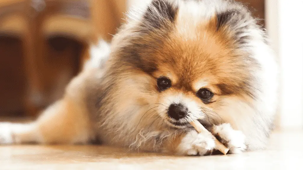 Pomeranian - Small DOg breeds - small sized dogs