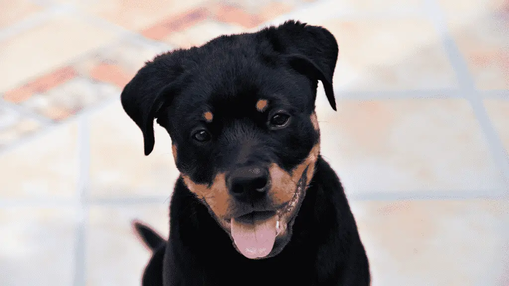 Rottweiler