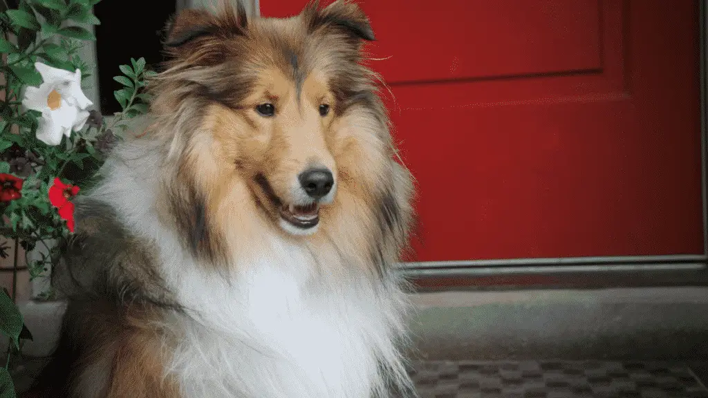 Shetland Sheepdog