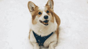 Welsh Corgi