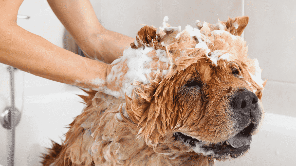 How to Choose The Best Dog Shampoo - Dog Friendly Shampoo