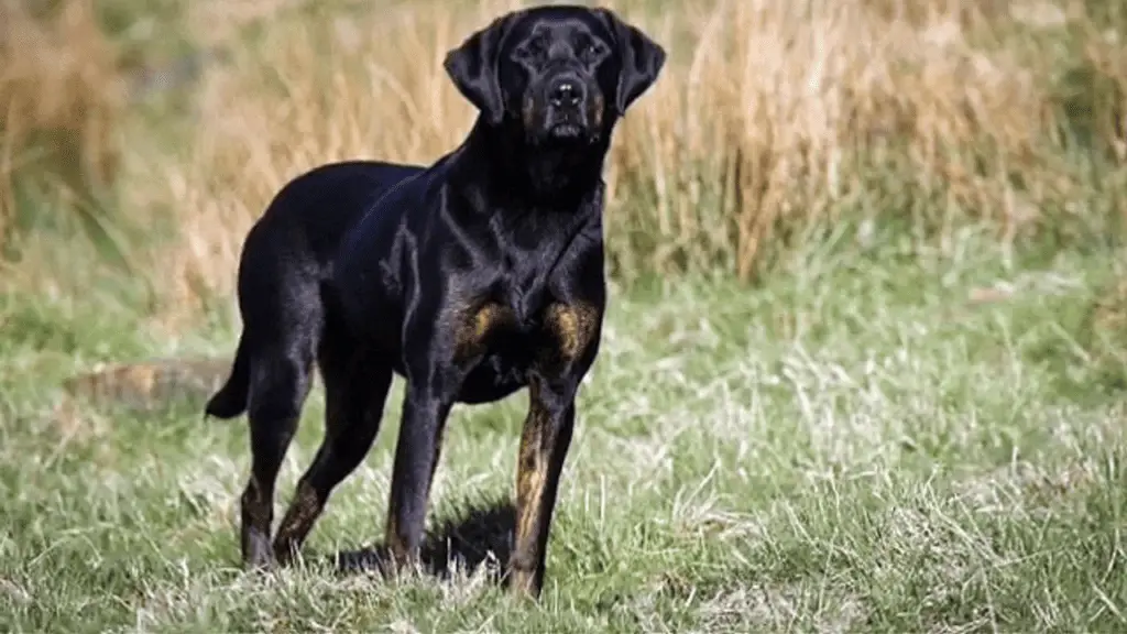 Large Hybrid Dogs - Doberdor