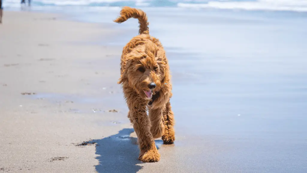 Large Hybrid Dogs - Goldendoodle