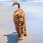 Große Mischlingshunde - Goldendoodle