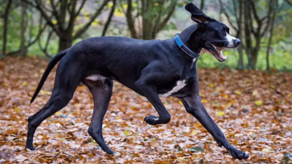 Large Hybrid Dogs - Labradane