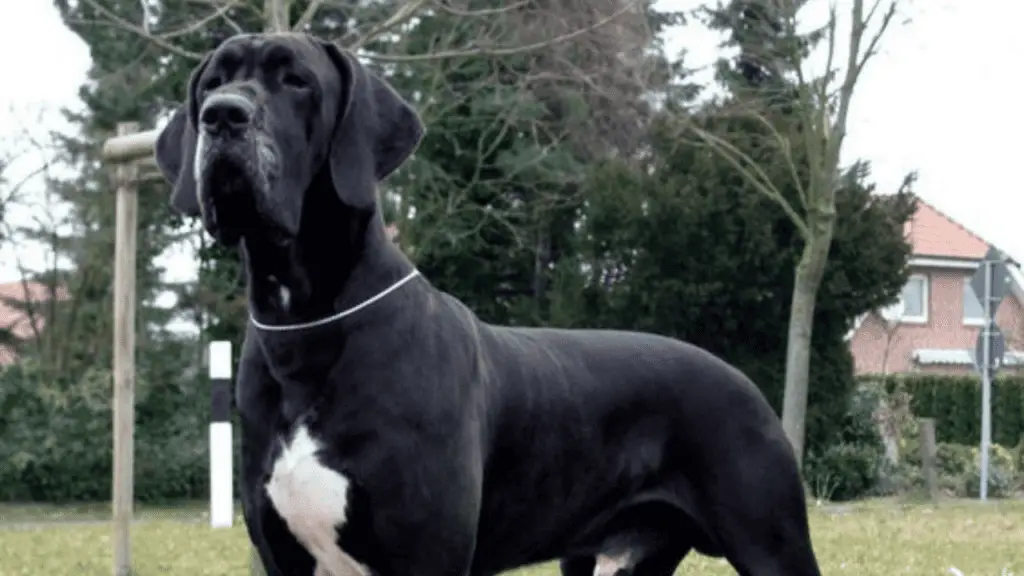 Large Hybrid Dogs - Mastdane