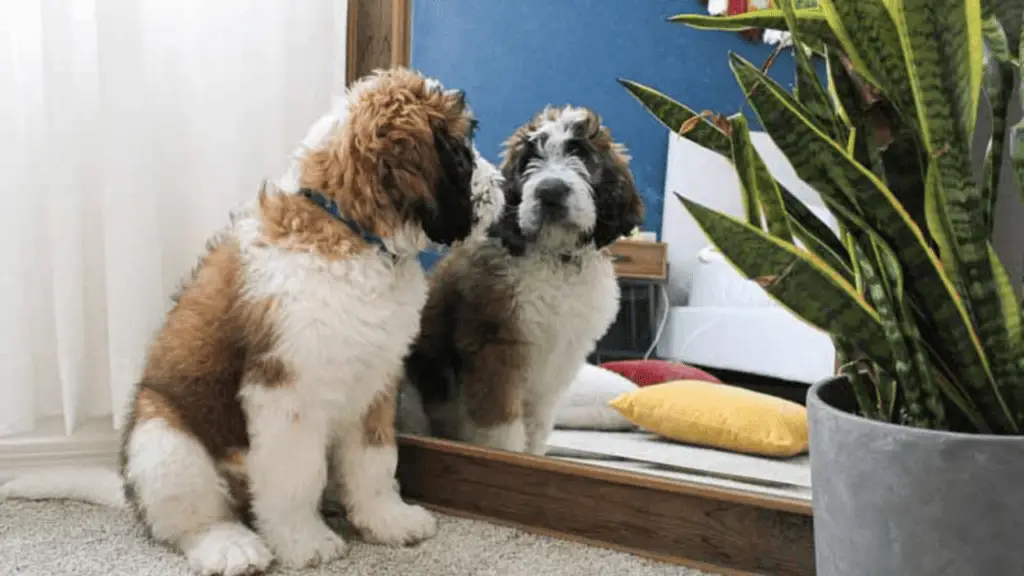 Large Hybrid Dogs - Saint Berdoodle