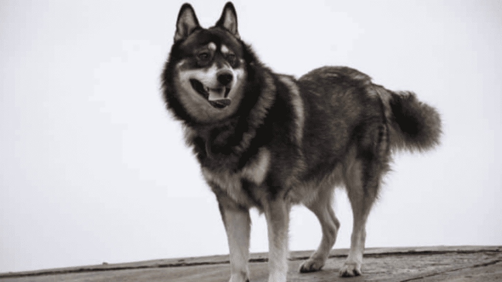 Grands chiens hybrides - Shepsky