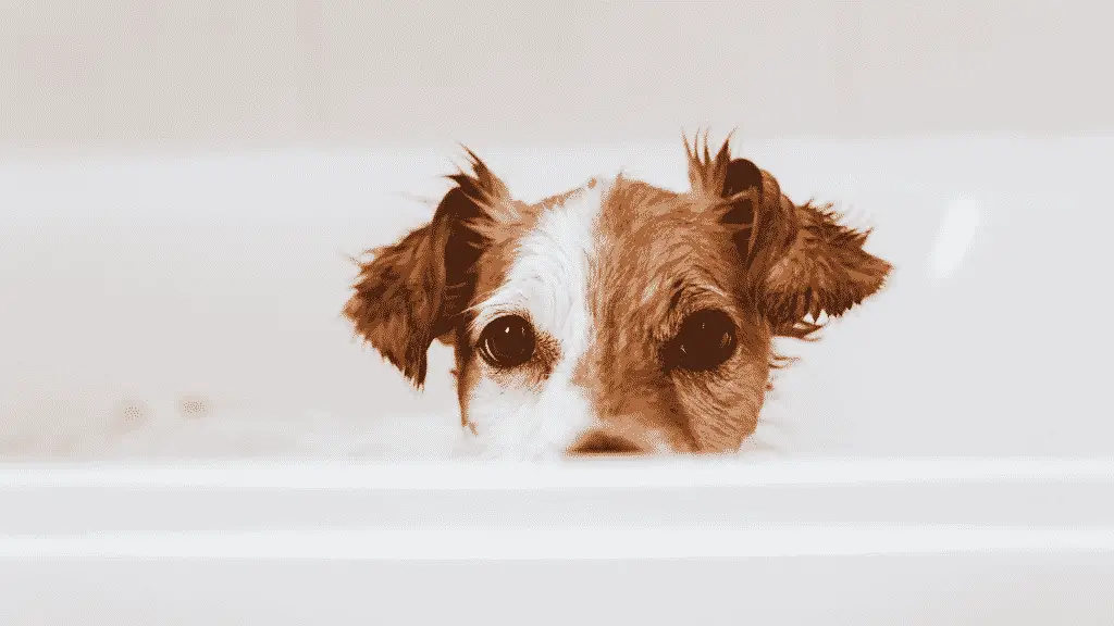 The Best Dog Dry Shampoo