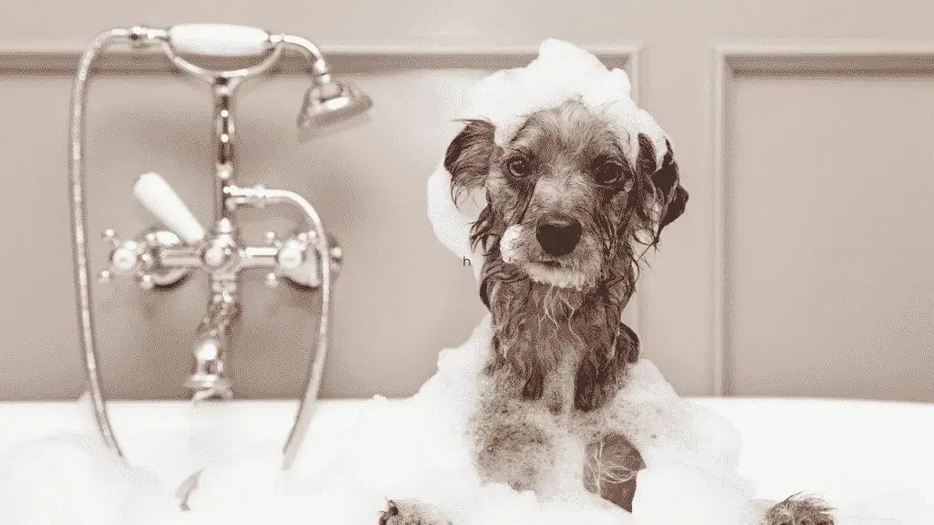 The Best Dog Shampoo - Dog Friendly Shampoo - 1
