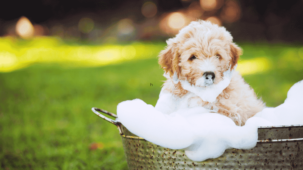 The Best Dog Shampoos For Puppies - Small dog breeds	small dogs ; small to medium dog breeds ; small to medium sized dogs ; small to medium size dogs