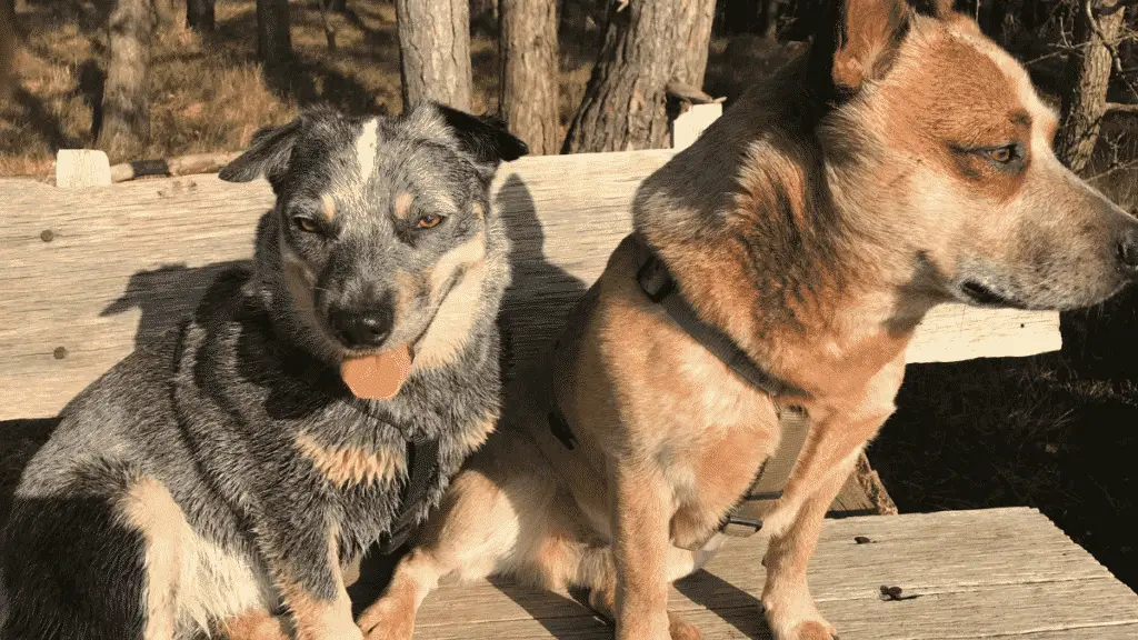 Australian Cattle Dog