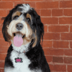 Bernedoodle - Big Dog Breeds - Big Dogs - Large Hybrid Dogs