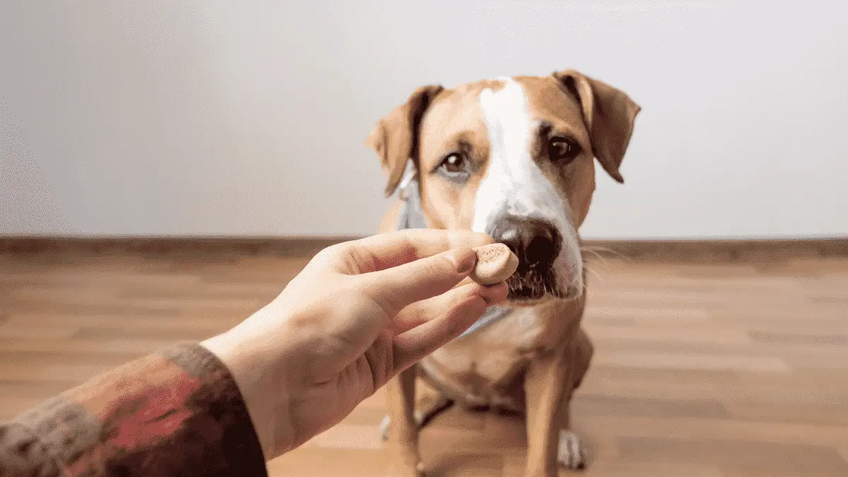 Lieblings-Hundeleckerlis: Kobi's Auswahl der besten Leckerlis auf dem Markt