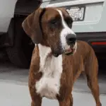 Boxapoint - Große Hunderassen - Große Hunde - Große Mischlingshunde