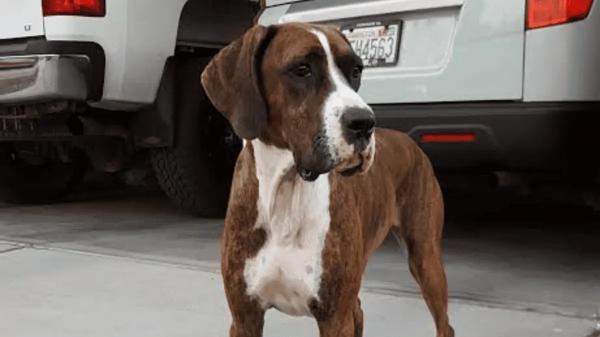 tømrer Madison Ripples 10 liebenswerte große Mischlingshunde zum Verlieben￼