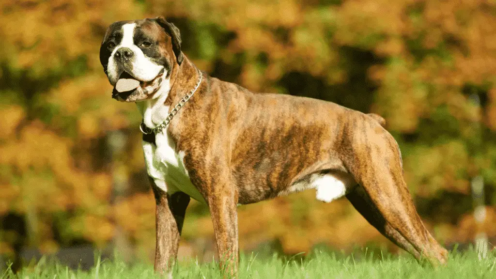 Boxer Large Dog Breeds