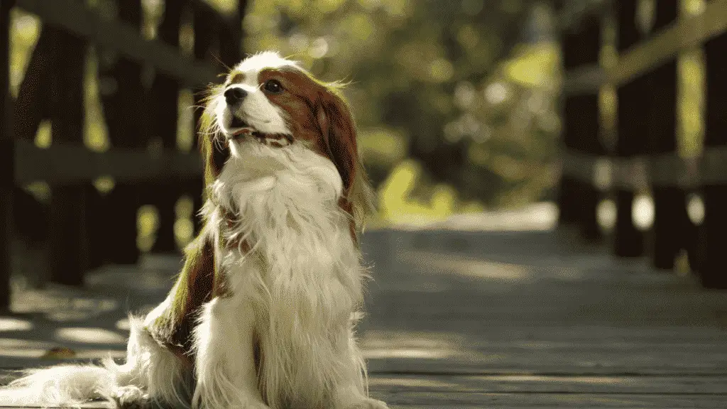 Cavalier King Charles Spaniel - Medium Dog Breeds