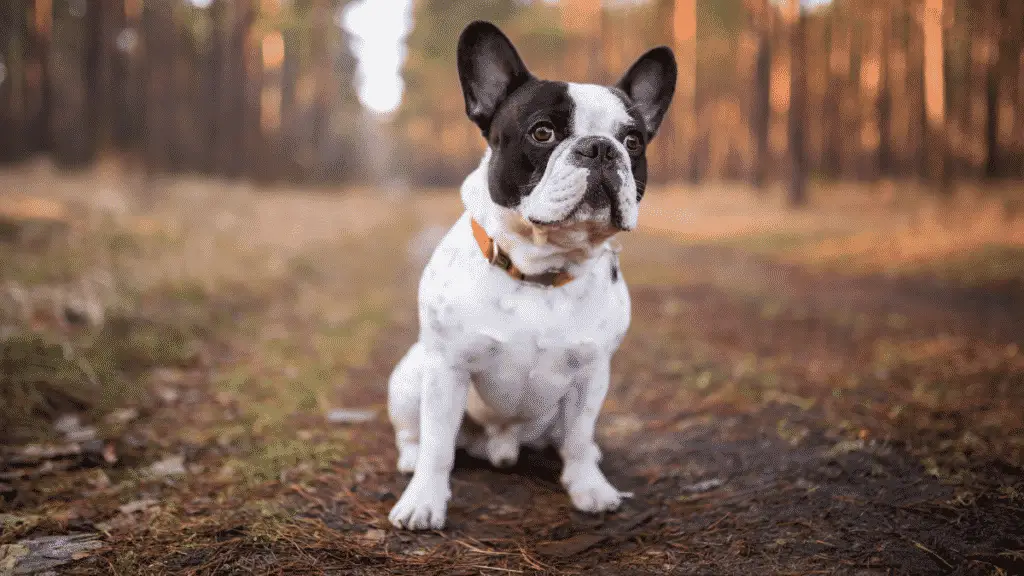 French Bulldog - Best Medium Sized Dogs - Medium Dog Breeds