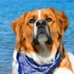 Golden Saint Dog - Big Dog Breeds - Big Dogs - Large Hybrid Dogs