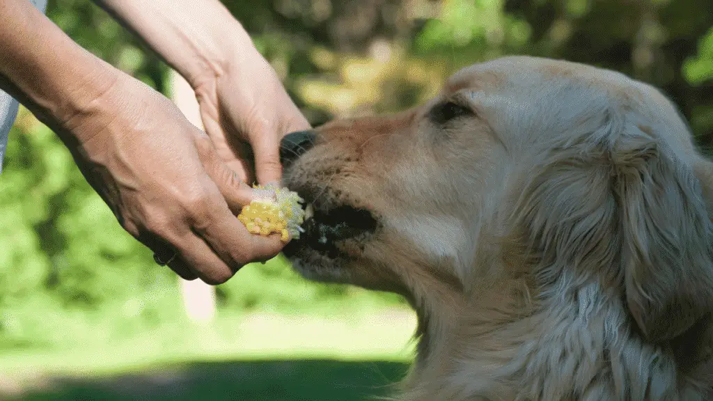 Healthy Human Foods Dogs Can Eat