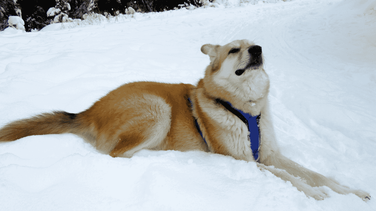 Dog Friendly Activities To Keep Your Pooch Active This Winter
