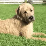 Irish Mastiff - Große Hunderassen - Große Hunde - Große Mischlingshunde