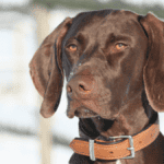 Labmaraner - Big Dog Breeds - Big Dogs - Large Hybrid Dogs