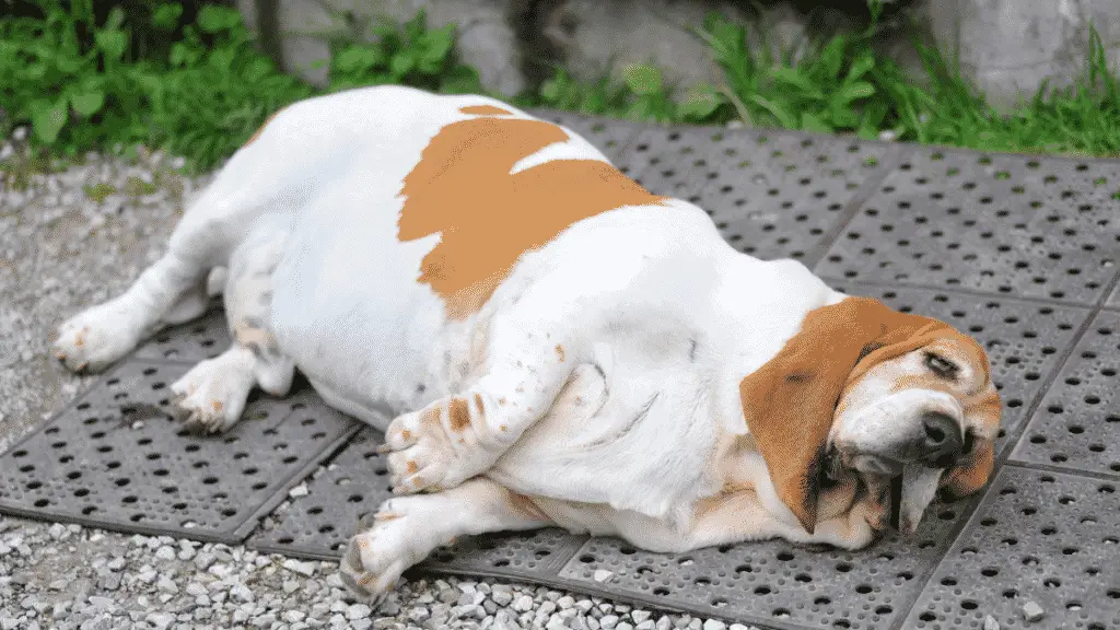 Mittelgroße Hunderassen Expertentipps für einen übergewichtigen Hund - Große Hunde - große Hunderassen 