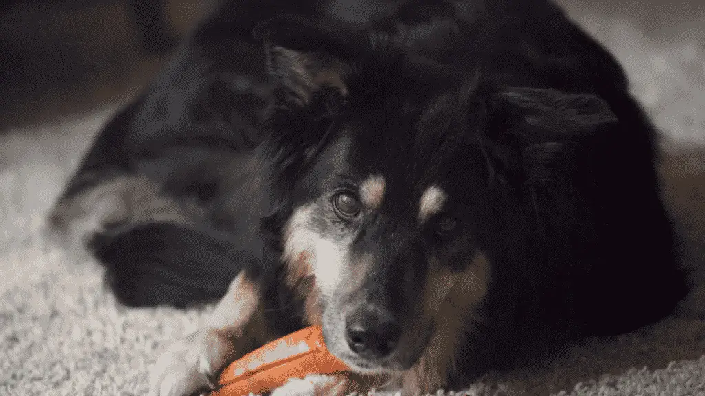 Medium sized dogs - eating carrot