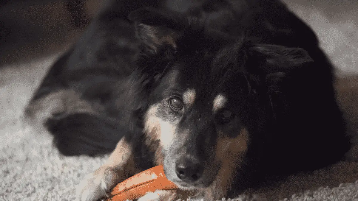 Medium sized dogs - eating carrot
