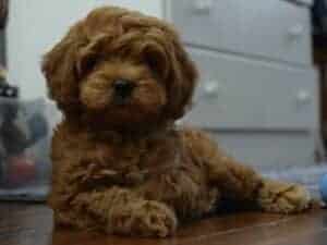 Labradoodle - Best Small Hybrid Dogs