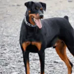 Rotterman - Grandes races de chiens - Grands chiens - Grands chiens hybrides