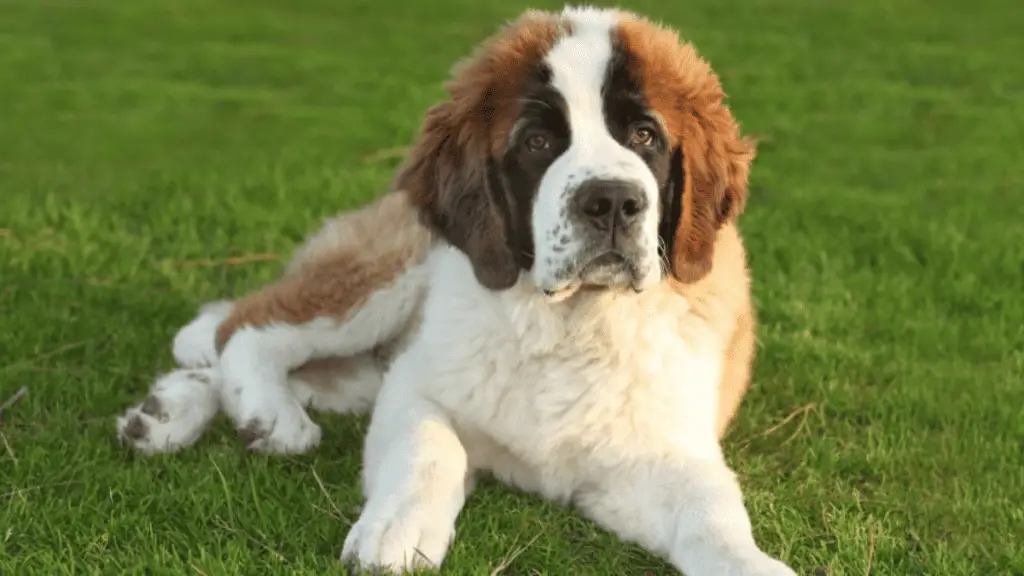 10 Adorable Large Hybrid Dogs You’ll Fall In Love With