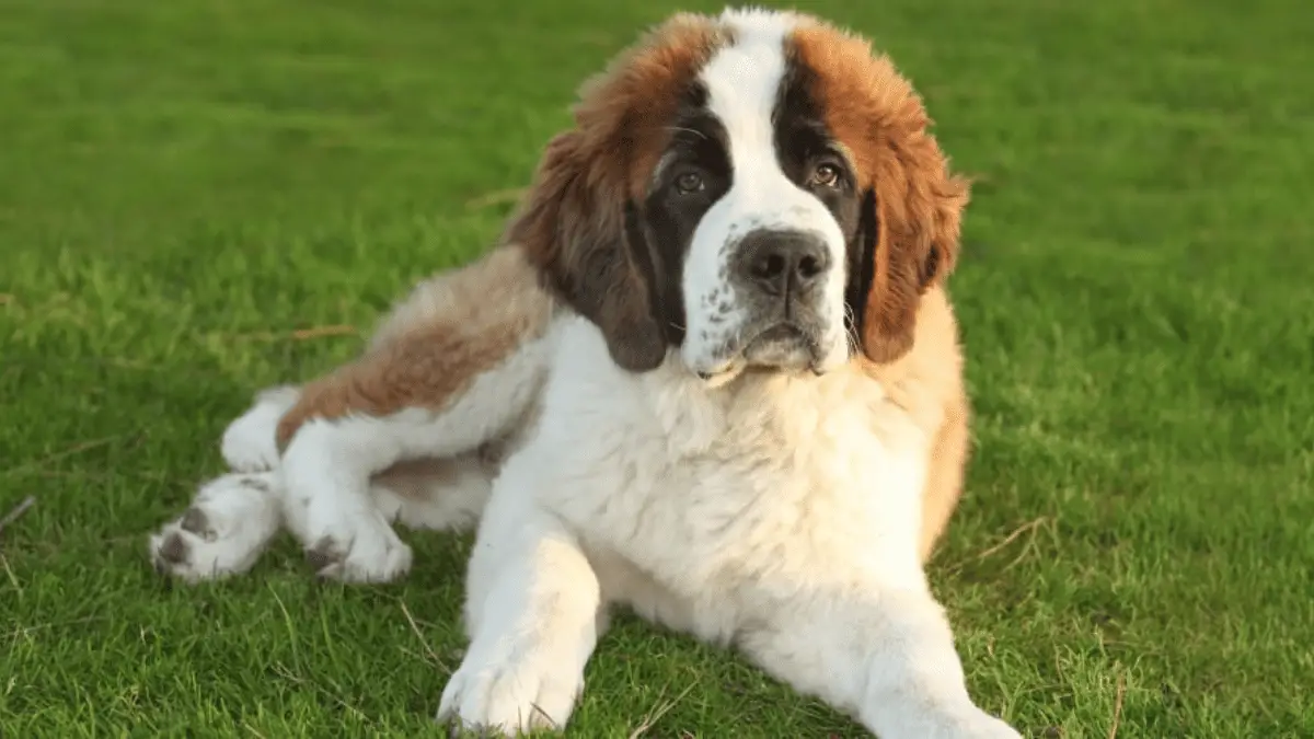 10 Adorable Large Hybrid Dogs You’ll Fall In Love With￼