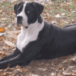 Saint Dane - Big Dog Breeds - Big Dogs - Large Hybrid Dogs