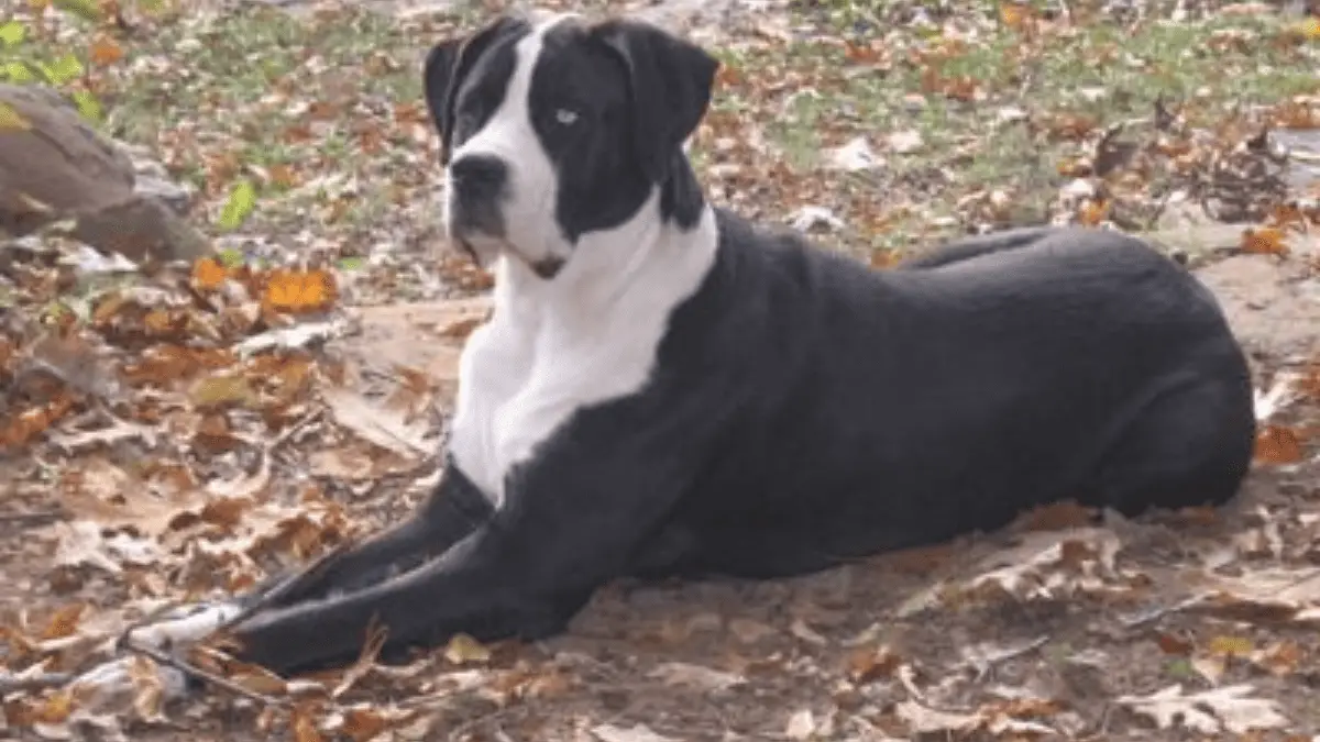 Heilige Dogge - Große Hunderassen - Große Hunde - Große Mischlingshunde