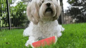 Small Dog Breeds- Watermelon